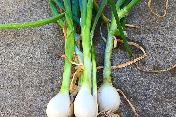 Mega sb onion